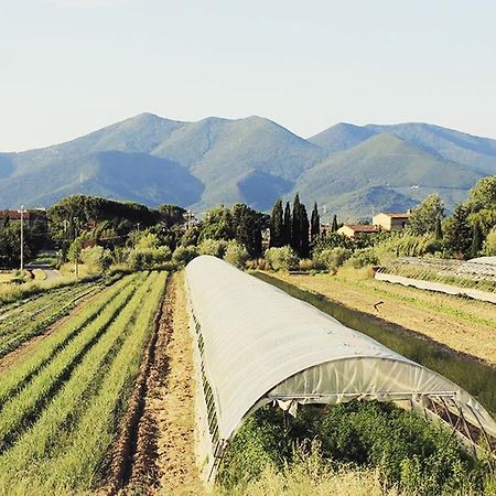 B&B Casa Betulla Pisa Ruang foto